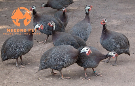 Gà sao được nhiều người nuôi để khai thác thịt, trứng vì mang lại hiệu quả kinh tế cao